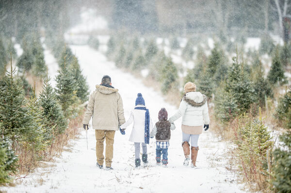 Christmas tree shopping